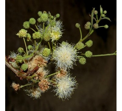 Йопо (1 шт.) / Anadenanthera peregrina (Cohoba/Yopo)